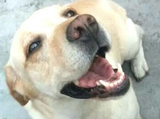Cachorro ra a Golden retrivier e Labradora idade 3 anos nome Caco e Lilica 