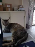 Nina
