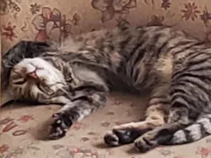 Gato raça viralata idade 1 ano nome Nina