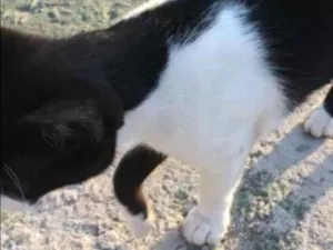 Gato raça Srd idade 1 ano nome Frajolinha