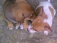 Pimenta 