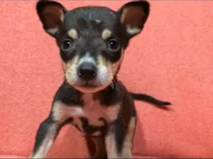 Cachorro raça  idade Abaixo de 2 meses nome Filhotes  Val