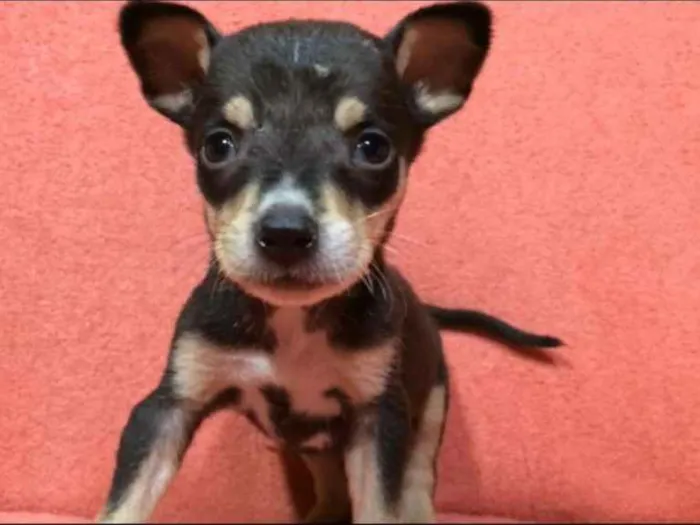 Cachorro ra a  idade Abaixo de 2 meses nome Filhotes  Val