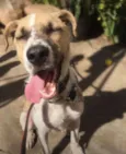 APOLO