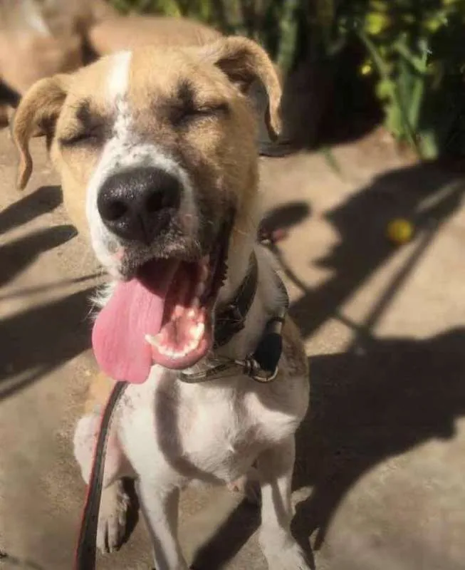Cachorro ra a SRD idade 1 ano nome APOLO