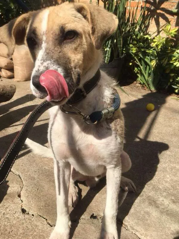 Cachorro ra a SRD idade 1 ano nome APOLO