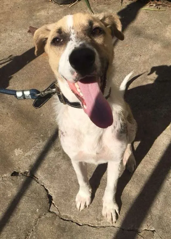 Cachorro ra a SRD idade 1 ano nome APOLO