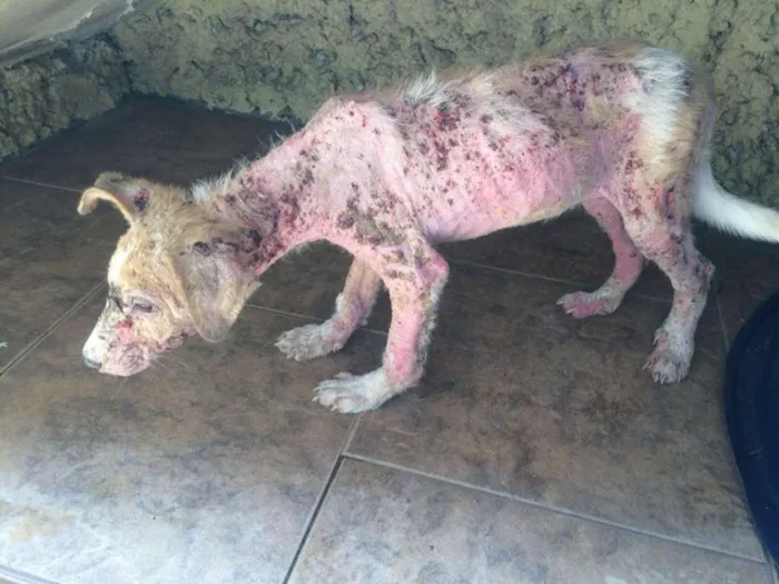 Cachorro ra a SRD idade 1 ano nome APOLO