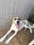 APOLO