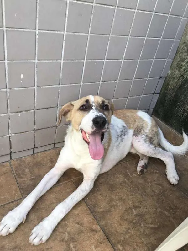 Cachorro ra a SRD idade 1 ano nome APOLO