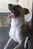 APOLO