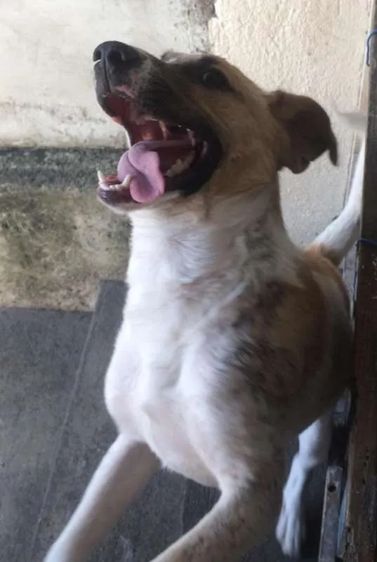 Cachorro ra a SRD idade 1 ano nome APOLO