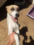 APOLO