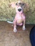 APOLO
