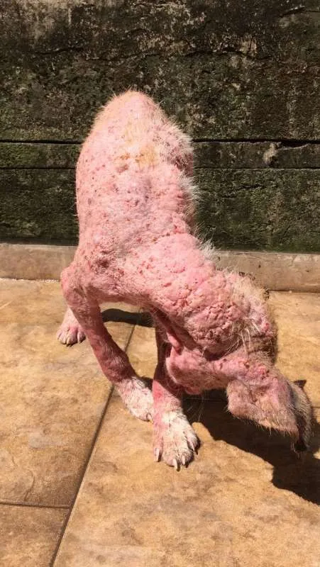 Cachorro ra a SRD idade 1 ano nome APOLO