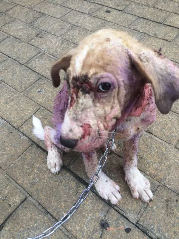 Cachorro ra a SRD idade 1 ano nome APOLO