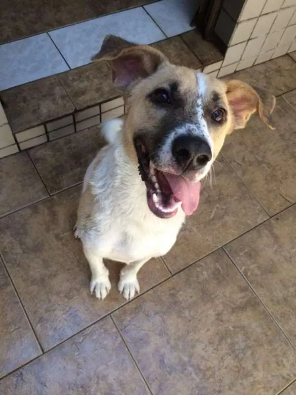Cachorro ra a SRD idade 1 ano nome APOLO