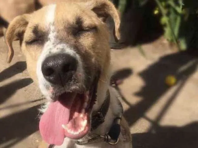 Cachorro ra a SRD idade 1 ano nome APOLO