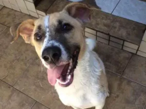 Cachorro raça SRD idade 1 ano nome APOLO