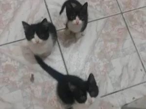 Gato raça SRD idade 2 a 6 meses nome Valente, e irmaozinh