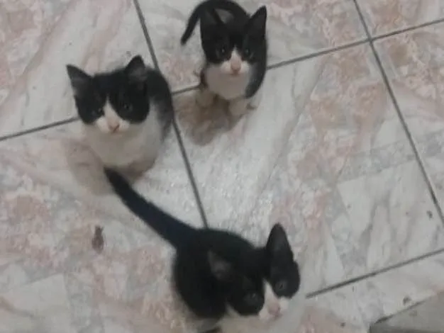 Gato ra a SRD idade 2 a 6 meses nome Valente, e irmaozinh