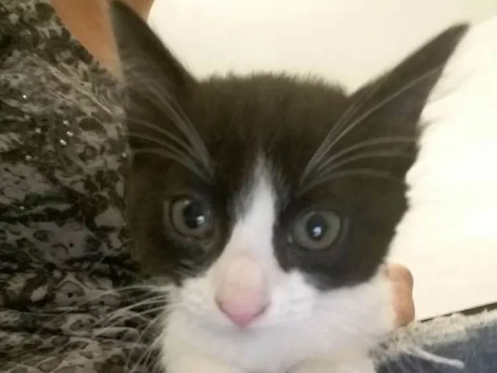 Gato ra a SRD idade 2 a 6 meses nome Valente, e irmaozinh