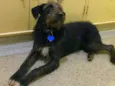Jack
