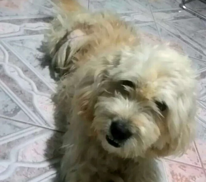 Cachorro ra a Poodle  idade 4 anos nome Bebezao 