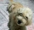 Bebezao