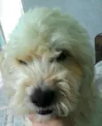 Bebezao