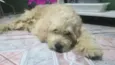 Bebezao