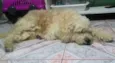 Bebezao