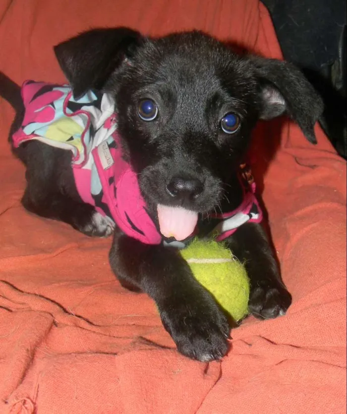 Cachorro ra a Srd idade 2 a 6 meses nome Ana lise