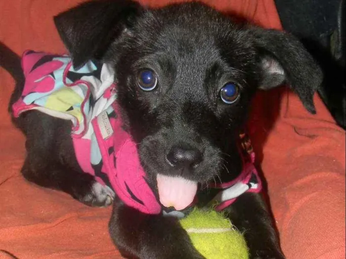 Cachorro ra a Srd idade 2 a 6 meses nome Ana lise