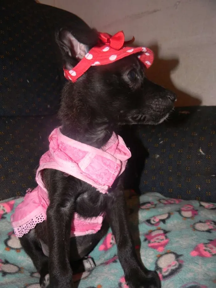 Cachorro ra a Srd idade 2 a 6 meses nome Ana lise