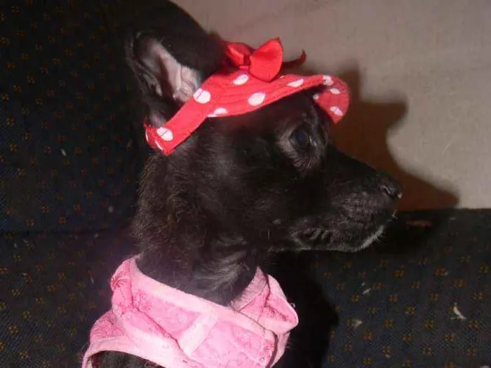 Cachorro ra a Srd idade 2 a 6 meses nome Ana lise