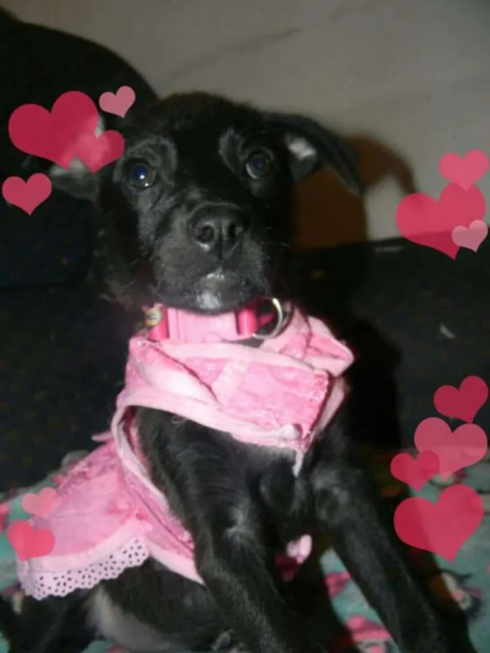 Cachorro ra a Srd idade 2 a 6 meses nome Ana lise