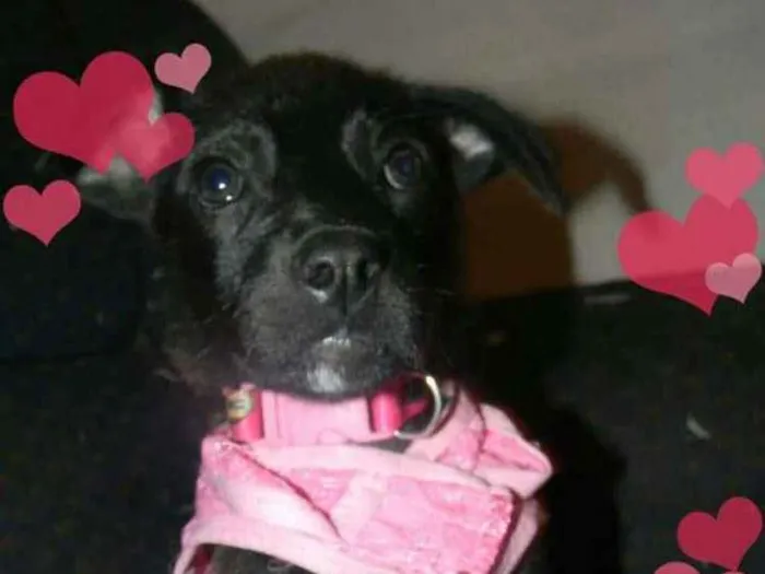 Cachorro ra a Srd idade 2 a 6 meses nome Ana lise