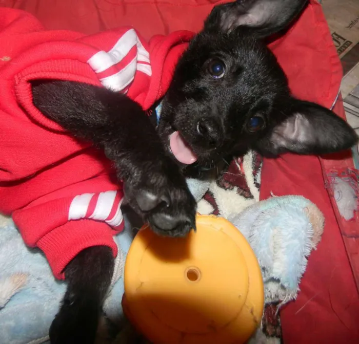 Cachorro ra a Srd idade 2 a 6 meses nome Billy filhote 