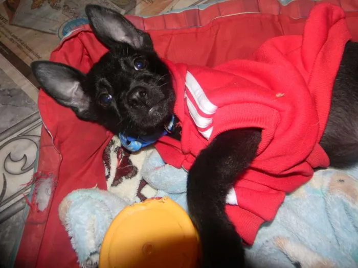 Cachorro ra a Srd idade 2 a 6 meses nome Billy filhote 