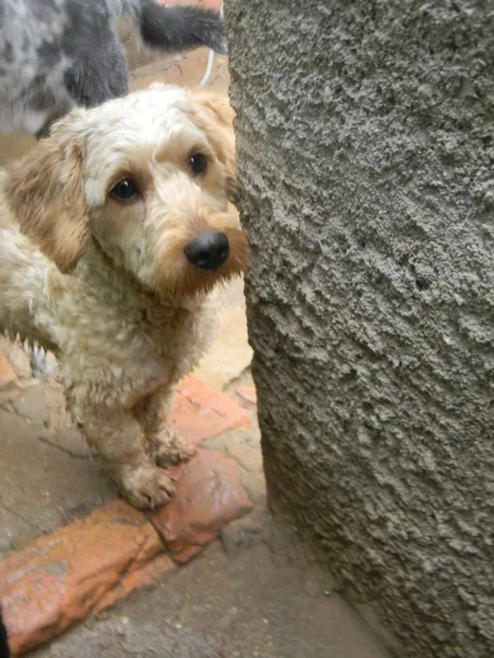 Cachorro ra a Poodle idade 1 ano nome Bob