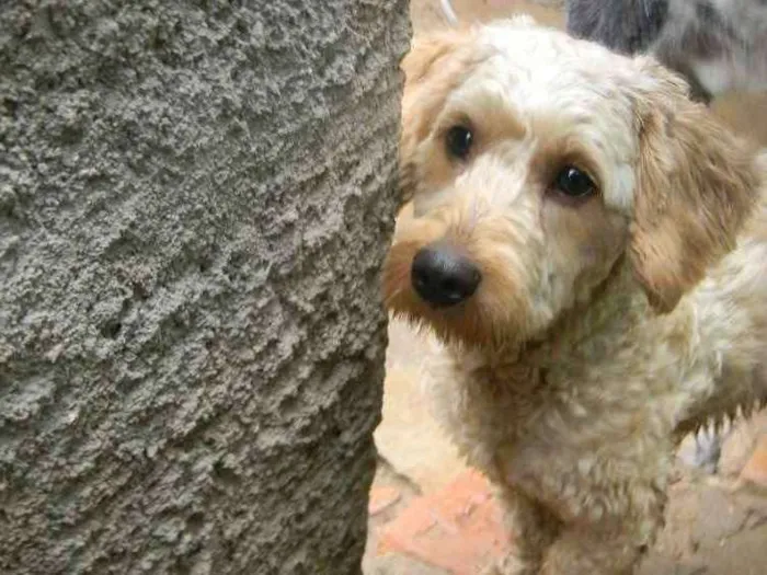Cachorro ra a Poodle idade 1 ano nome Bob