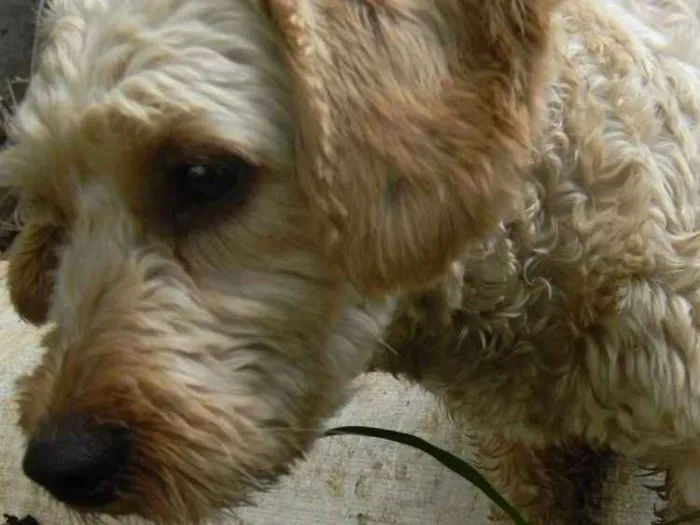 Cachorro ra a Poodle idade 1 ano nome Bob