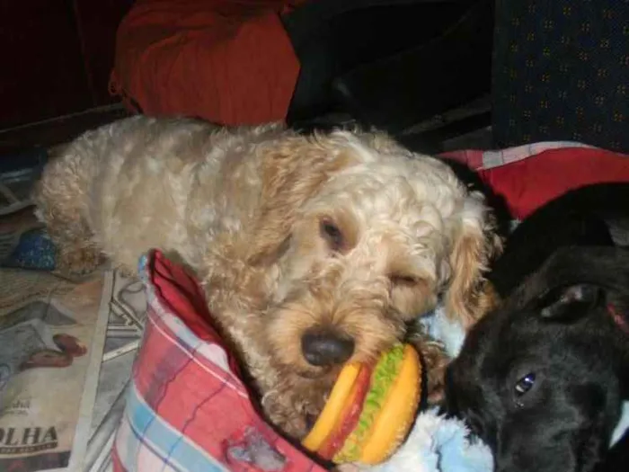 Cachorro ra a Poodle idade 1 ano nome Bob