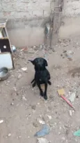 Pretinho