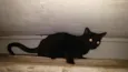 Dedé