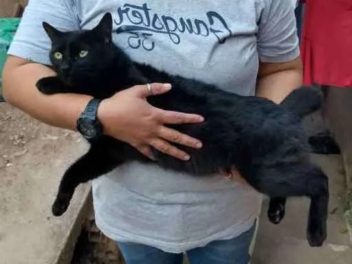 Gato ra a Sem raça idade 3 anos nome Preto