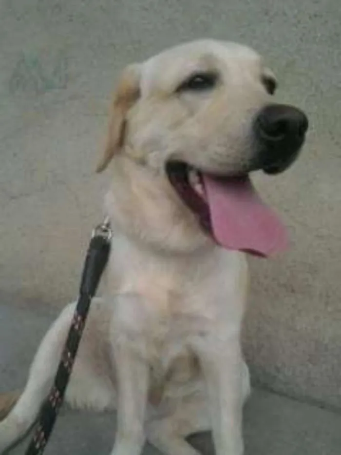 Cachorro ra a Labrador idade 6 ou mais anos nome Xena