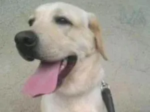 Cachorro raça Labrador idade 6 ou mais anos nome Xena