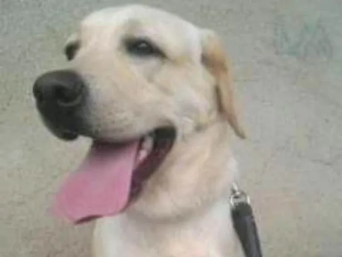 Cachorro ra a Labrador idade 6 ou mais anos nome Xena